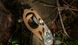 Ножницы Leatherman Raptor Rescue Tan, utility чехол 832174 фото 16
