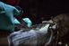 Ножницы Leatherman Raptor Rescue Black, utility чехол 832167 фото 41